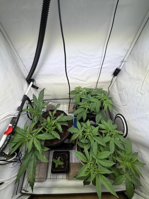 3. plants - Amateur hobby grow. Week 6