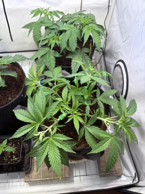 3. plants - Amateur hobby grow. Week 6