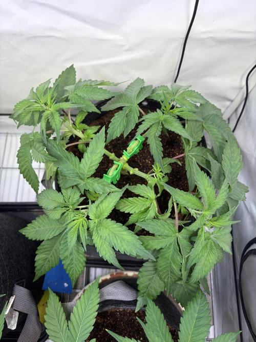 3. plants - Amateur hobby grow. Week 6