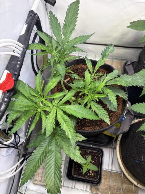 3. plants - Amateur hobby grow. Week 6