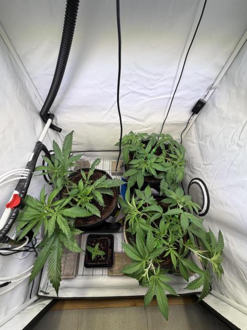 3. plants - Amateur hobby grow. Week 6