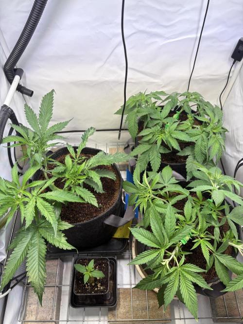 3. plants - Amateur hobby grow. Week 6