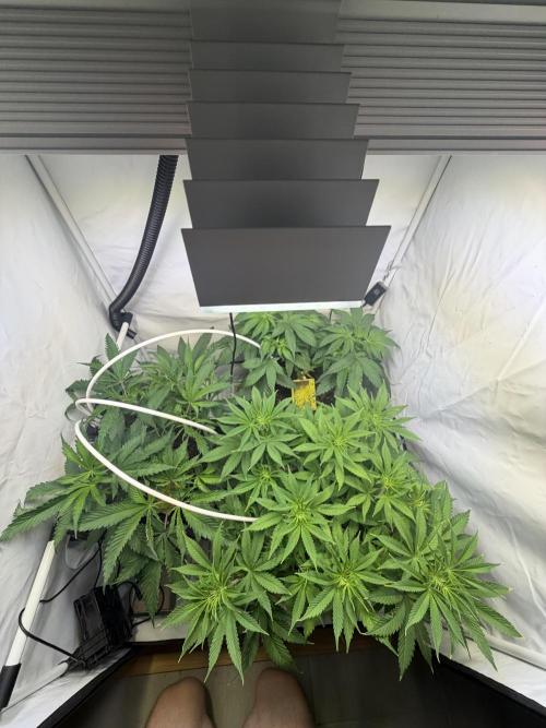 3. plants - Amateur hobby grow. Week 7