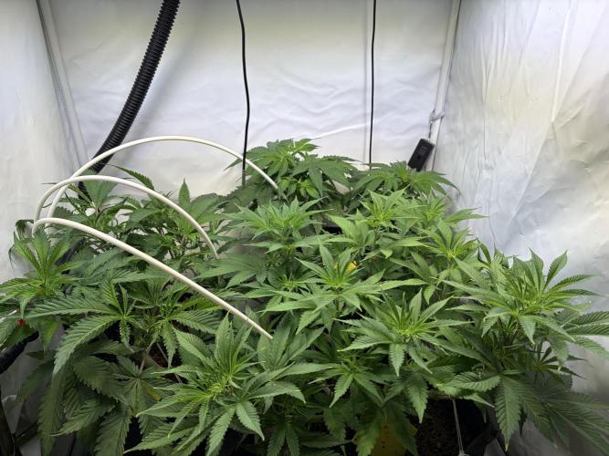 3. plants - Amateur hobby grow. Week 7