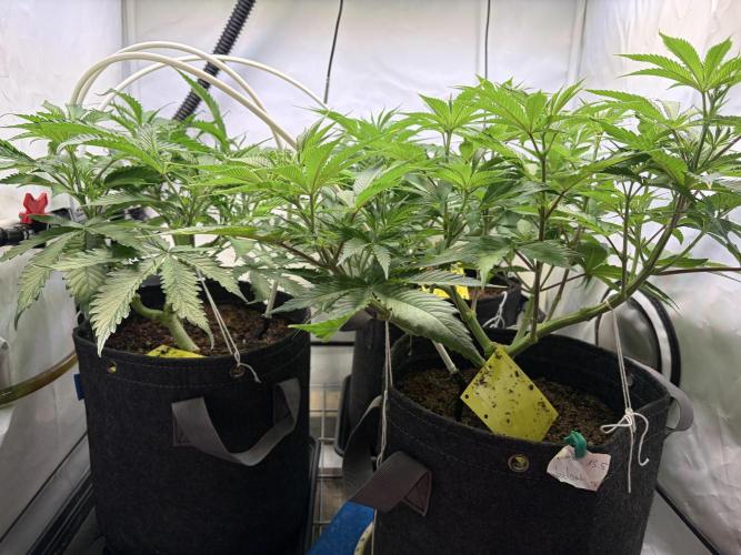 3. plants - Amateur hobby grow. Week 7