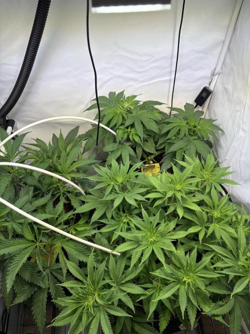 3. plants - Amateur hobby grow. Week 7