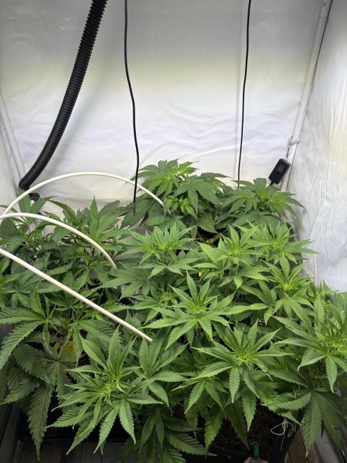 3. plants - Amateur hobby grow. Week 7