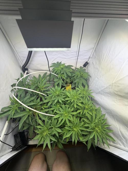 3. plants - Amateur hobby grow. Week 7