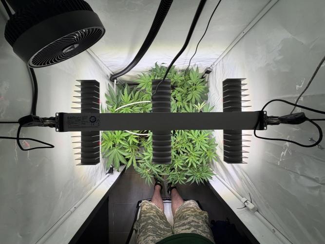 3. plants - Amateur hobby grow. Week 8