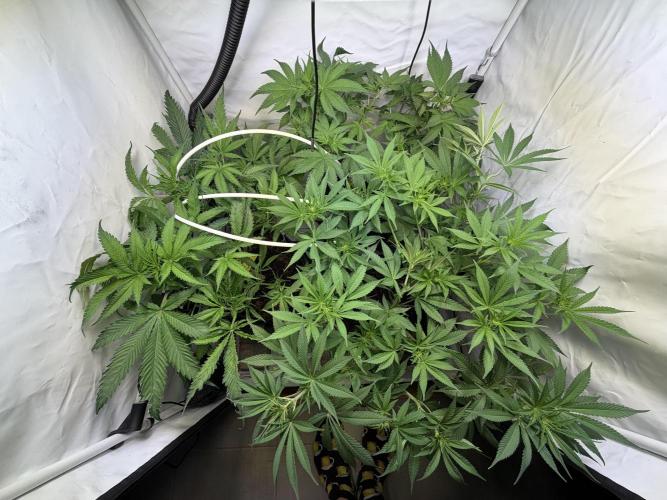 3. plants - Amateur hobby grow. Week 8
