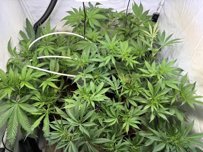 3. plants - Amateur hobby grow. Week 8