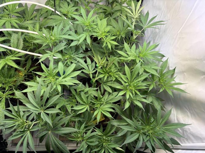 3. plants - Amateur hobby grow. Week 8