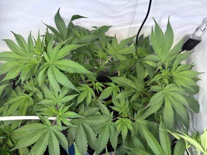 3. plants - Amateur hobby grow. Week 8