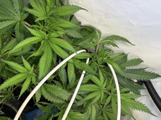3. plants - Amateur hobby grow. Week 8