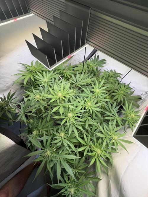 3. plants - Amateur hobby grow. Week 9