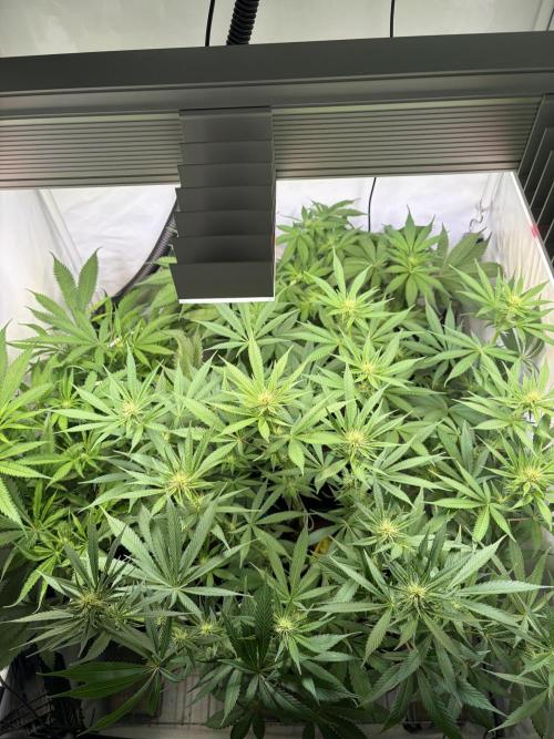 3. plants - Amateur hobby grow. Week 9