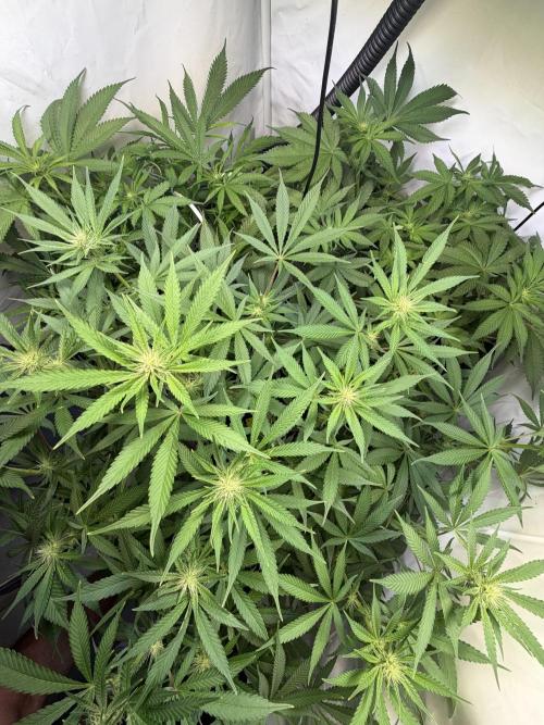 3. plants - Amateur hobby grow. Week 9