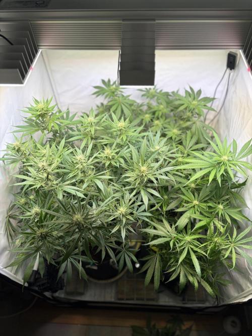 3. plants - Amateur hobby grow. Week 10