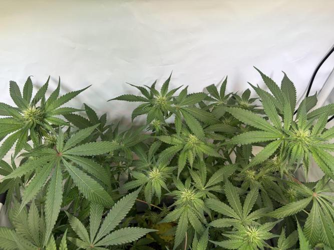 3. plants - Amateur hobby grow. Week 10
