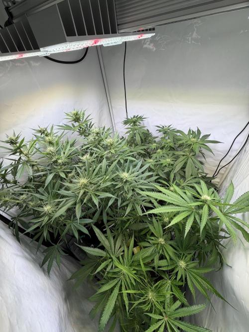 3. plants - Amateur hobby grow. Week 10