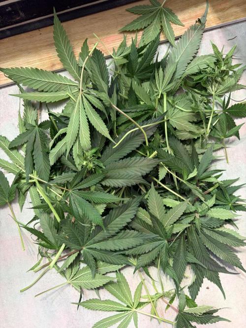 3. plants - Amateur hobby grow. Week 10