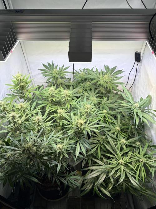 3. plants - Amateur hobby grow. Week 11