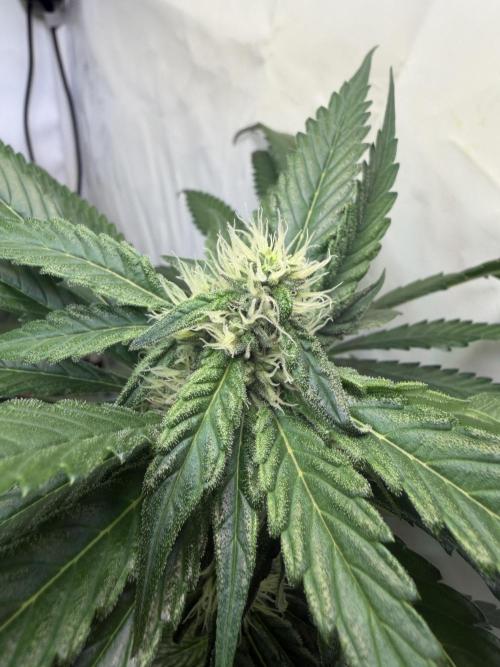 3. plants - Amateur hobby grow. Week 11