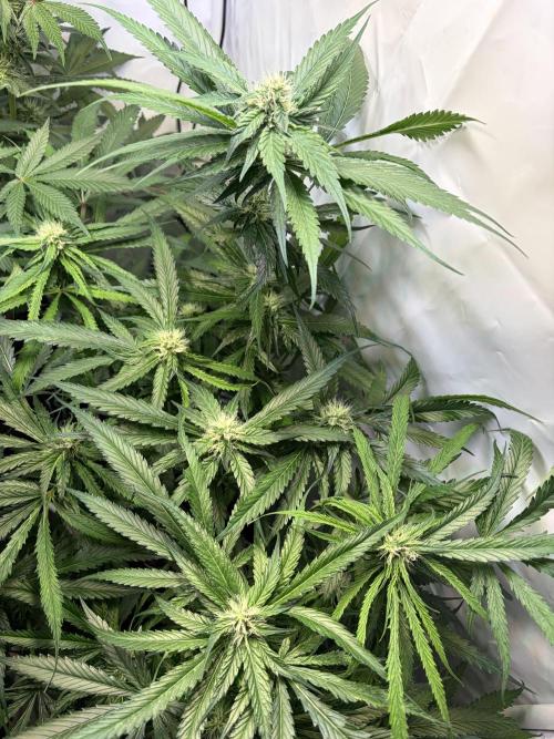 3. plants - Amateur hobby grow. Week 11