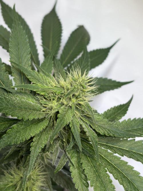 3. plants - Amateur hobby grow. Week 11