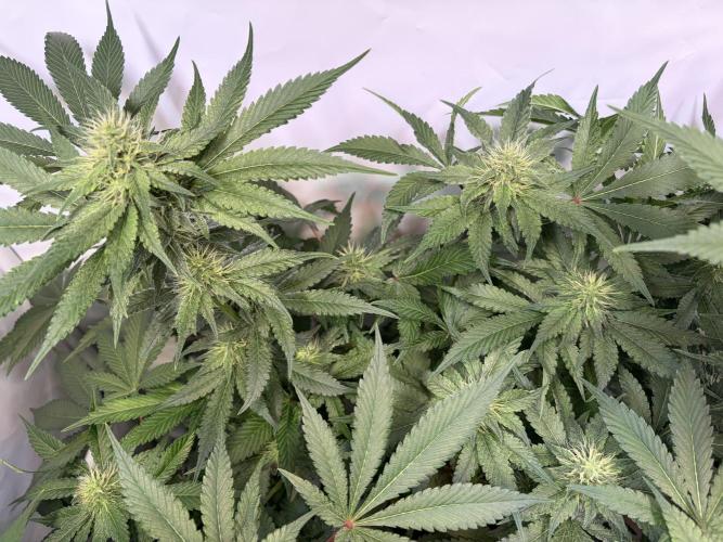3. plants - Amateur hobby grow. Week 11