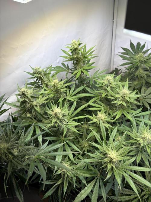 3. plants - Amateur hobby grow. Week 11