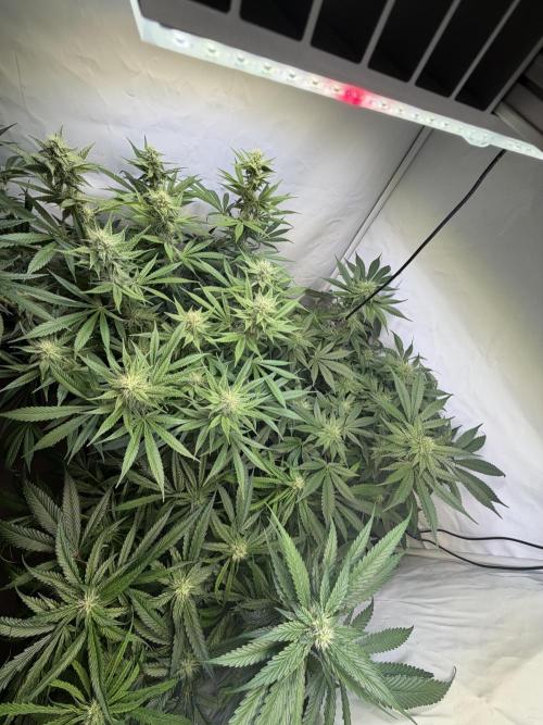 3. plants - Amateur hobby grow. Week 11
