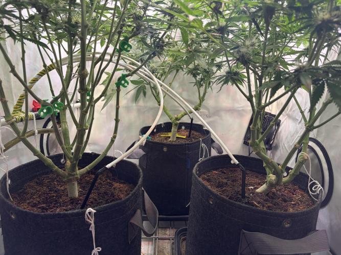 3. plants - Amateur hobby grow. Week 11