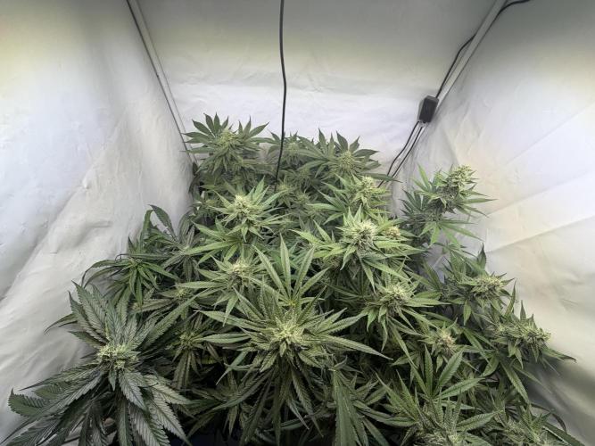 3. plants - Amateur hobby grow. Week 12