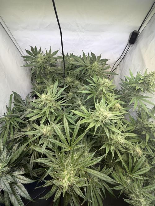 3. plants - Amateur hobby grow. Week 12