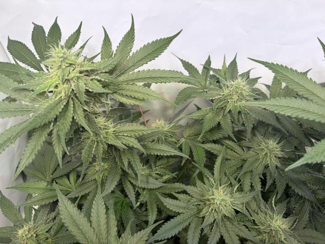 3. plants - Amateur hobby grow. Week 12