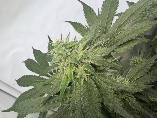 3. plants - Amateur hobby grow. Week 12
