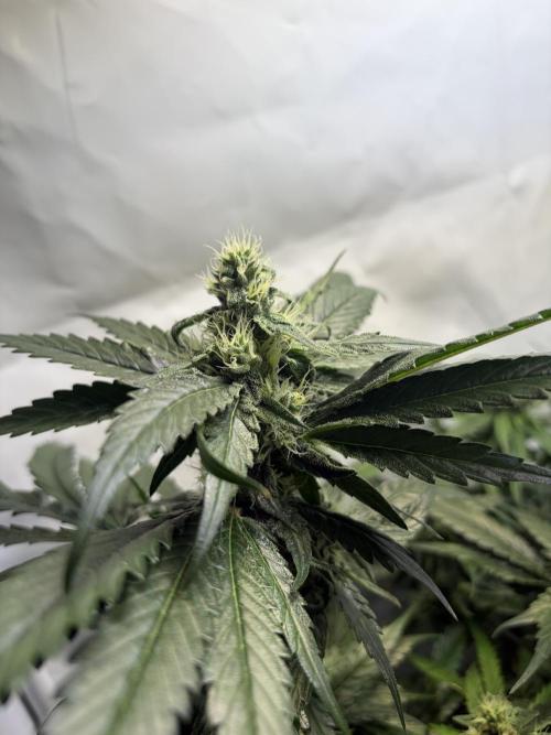 3. plants - Amateur hobby grow. Week 12