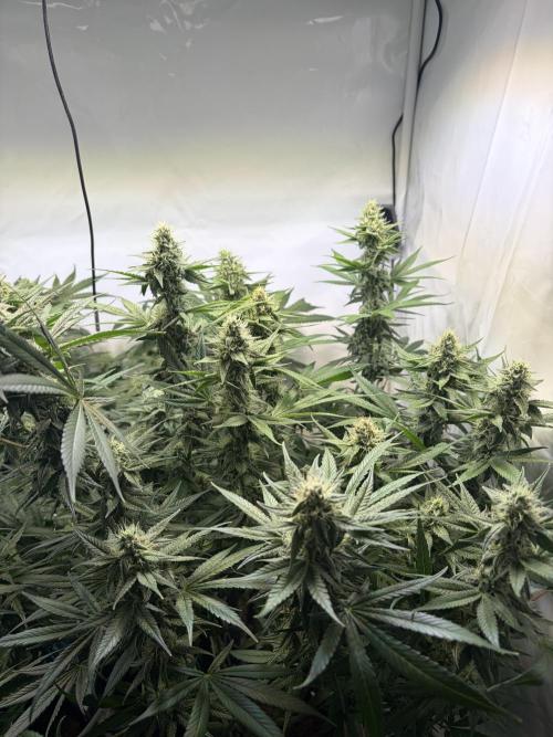 3. plants - Amateur hobby grow. Week 12