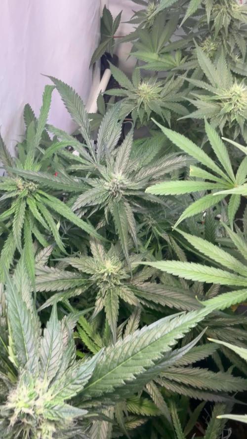3. plants - Amateur hobby grow