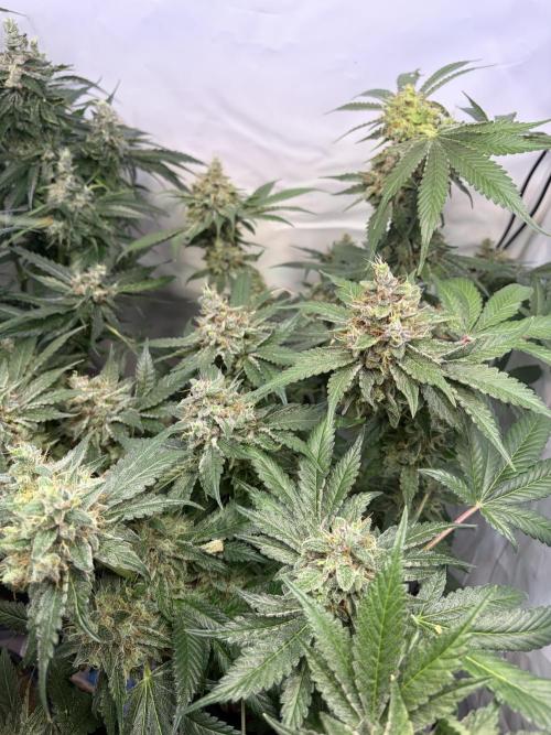 3. plants - Amateur hobby grow. Week 14