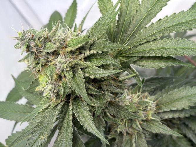 3. plants - Amateur hobby grow. Week 14