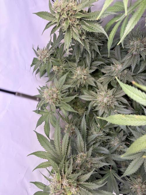 3. plants - Amateur hobby grow. Week 14
