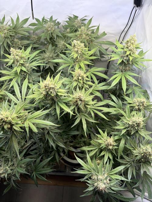 3. plants - Amateur hobby grow. Week 14