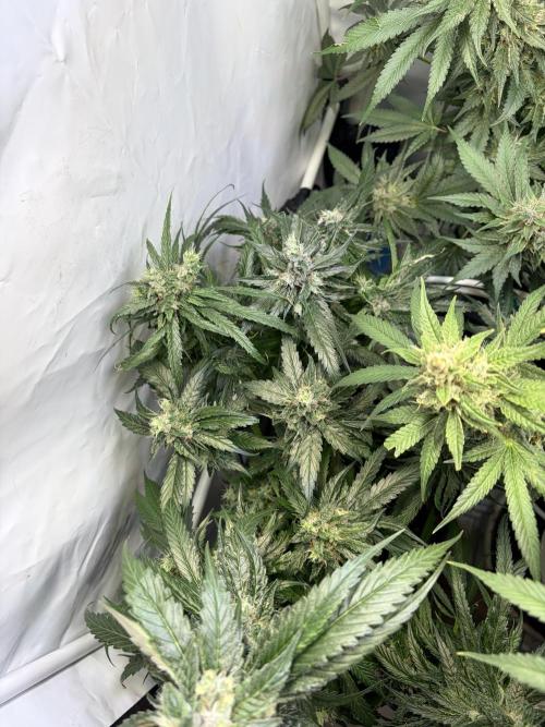 3. plants - Amateur hobby grow. Week 14