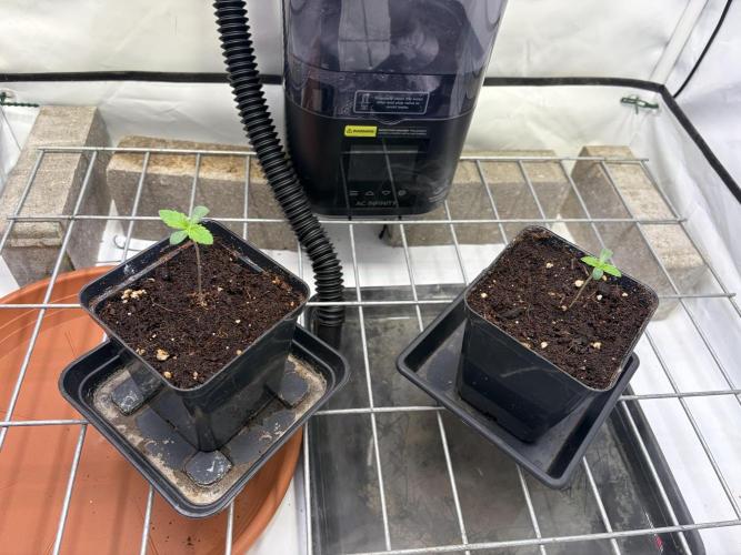 Hobby grow-PINK GASOLINE (Perfect Tree). Week 1