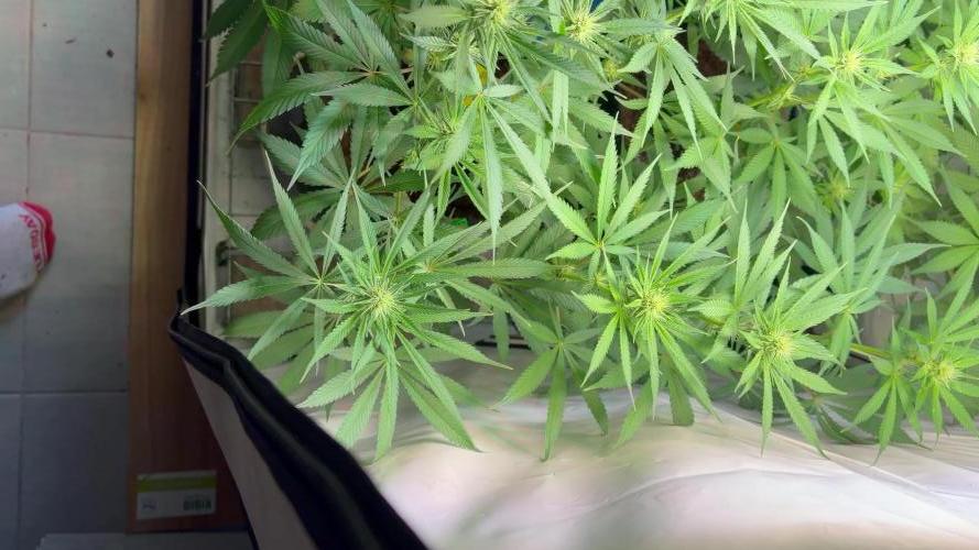 3. plants - Amateur hobby grow