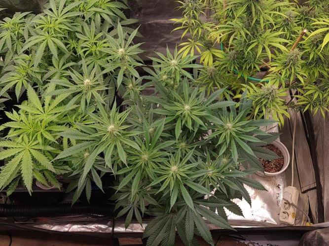 Connoisseur Genetics Cherry Diesel Skunk. Week 10