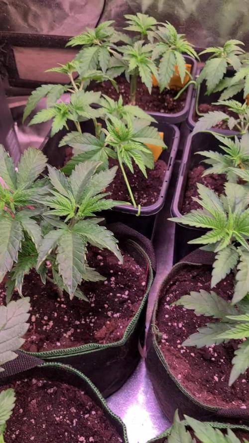 FatalFlower Gen.*Oim's Finest