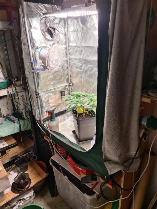 Higher Heights Mendo. Week 6